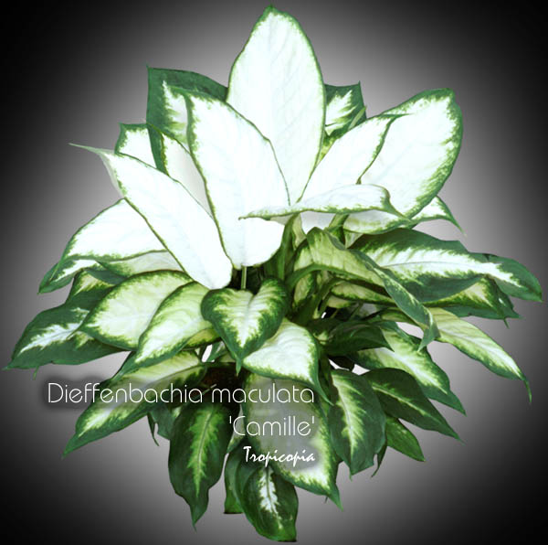 Dieffenbachia - Dieffenbachia maculata 'Camille' - Dumcane